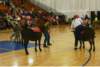 dscf0022_8_small.jpg