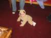 img_1990_small.jpg